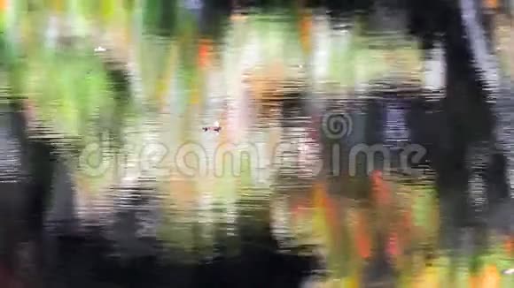 漂浮在水面上的叶子视频的预览图