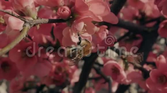 蜜蜂飞向桃花缓慢地收集花粉视频的预览图