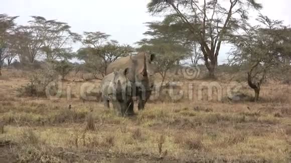 野生的黑犀牛视频的预览图