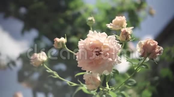玫瑰园的花丛植物园视频的预览图