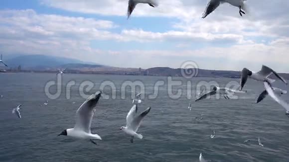 海鸥在天空多云的日子里飞翔视频的预览图