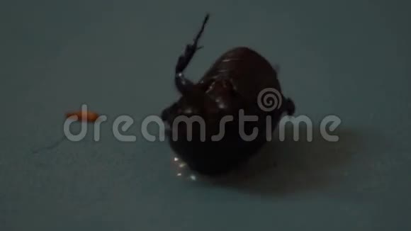 厕所里的蟑螂视频的预览图