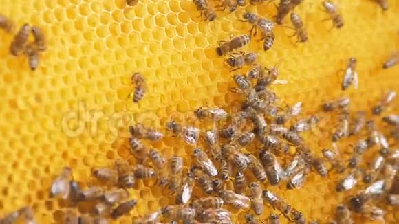 蜜蜂在蜂巢上的特写选择性聚焦慢动作视频蜜蜂与蜂蜜和生活方式蜜蜂视频的预览图