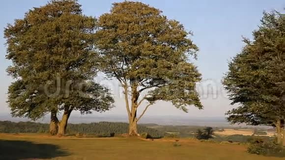 昆托克山萨默塞特英格兰英国七姐妹树在CothelstonePAN之上视频的预览图