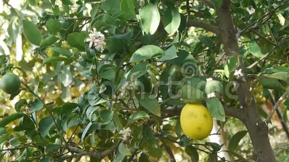 未成熟的柠檬水果花卉收获园艺农业品种视频的预览图