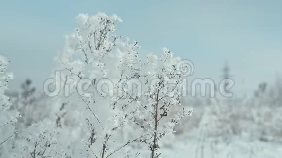 冰冻的冬季景观视频的预览图
