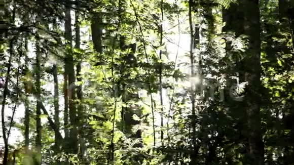 阳光明媚的夏日森林视频的预览图