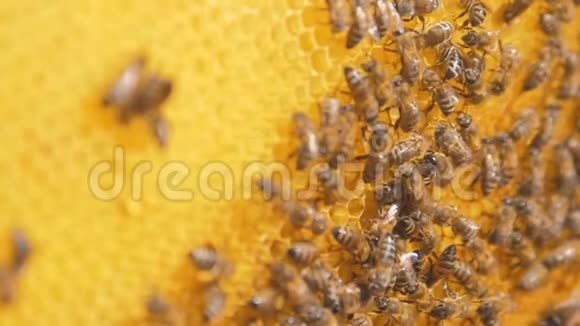 蜜蜂在蜂巢上的特写选择性聚焦慢生活方式运动视频蜜蜂与蜂蜜和蜜蜂视频的预览图