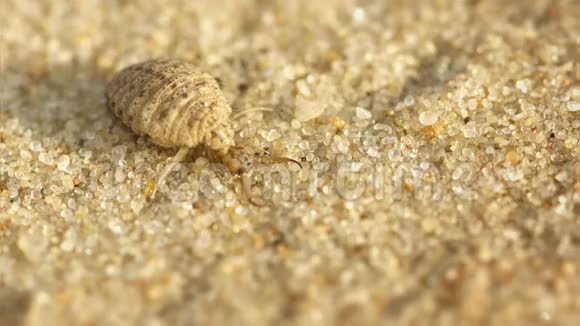 幼虫钻入沙中宏观视频的预览图