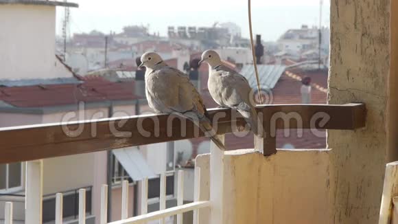 两只可爱的鸽子坐在阳台栏杆上环顾四周视频的预览图