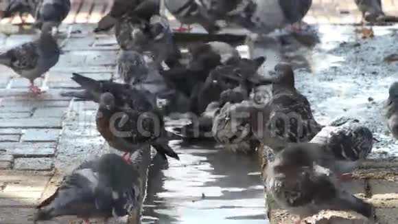 城里的鸽子喝水和洗澡视频的预览图