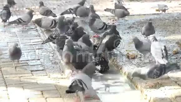 城里的鸽子喝水和洗澡视频的预览图
