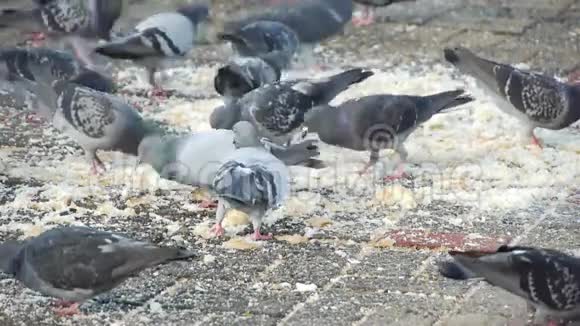 城里的鸽子吃剩下的面包视频的预览图