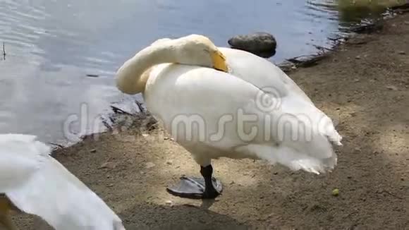 白天鹅一条腿睡觉视频的预览图
