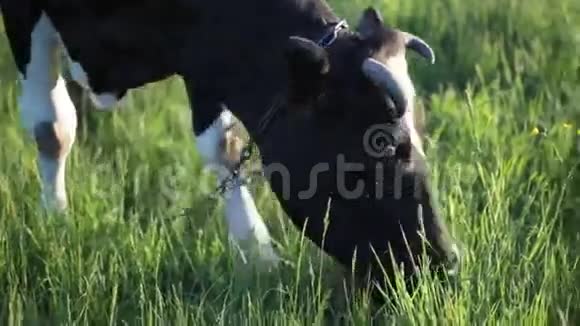 奶牛的录像它正在地里吃草视频的预览图