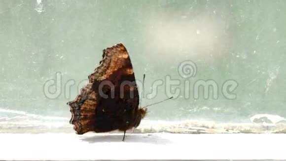 棕色斑点蝴蝶在窗台上行走视频的预览图