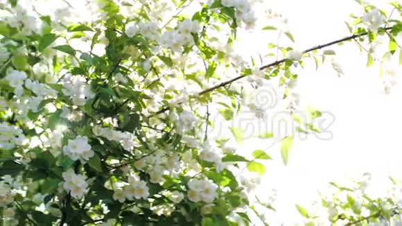 阳光透过盛开的苹果树视频的预览图