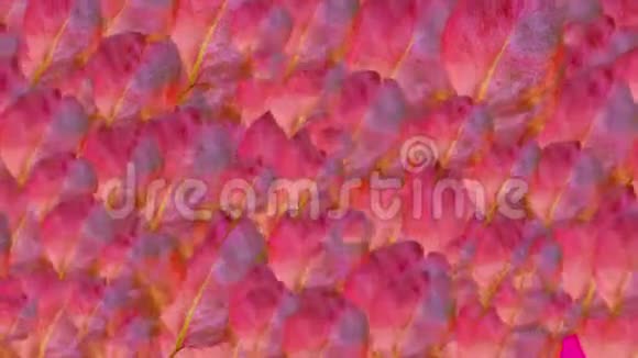 抽象的叶子背景视频的预览图