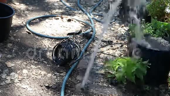 清理旧后院洒水喷头的污垢视频的预览图