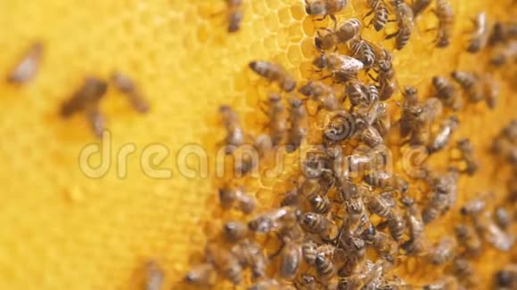 蜜蜂在蜂巢上的特写选择性聚焦慢动作视频生活方式蜜蜂与蜂蜜和蜜蜂视频的预览图