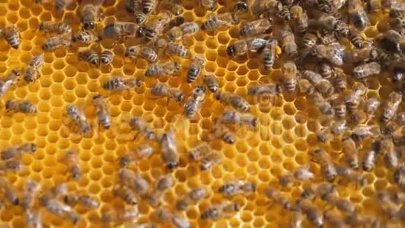 蜜蜂在蜂巢上的特写选择性聚焦慢动作视频蜜蜂与蜂蜜和蜜蜂的生活方式视频的预览图