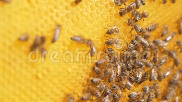 蜜蜂在蜂巢上的特写选择性聚焦慢动作视频蜜蜂的生活方式蜂蜜和蜜蜂视频的预览图