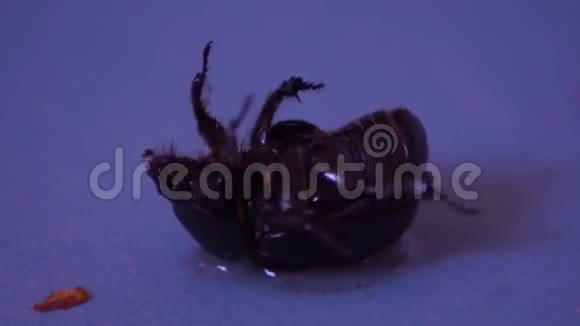厕所里的蟑螂视频的预览图