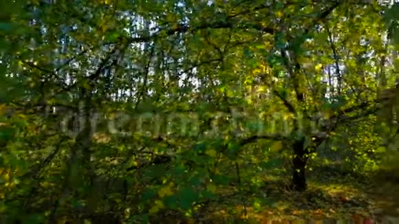 阳光下的秋天森林跟踪射击视频的预览图