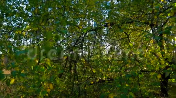初秋的森林在阳光下跟踪射击视频的预览图