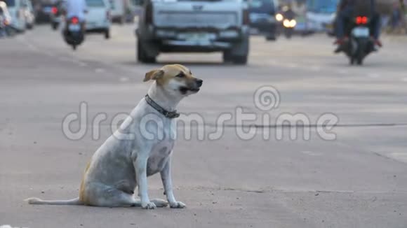 无家可归的灰狗与过往的汽车和摩托车在路上亚洲泰国视频的预览图