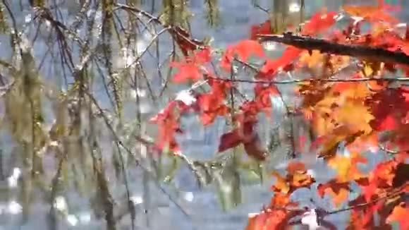 苹果秋红橡树叶雪松在平顶湖上视频的预览图