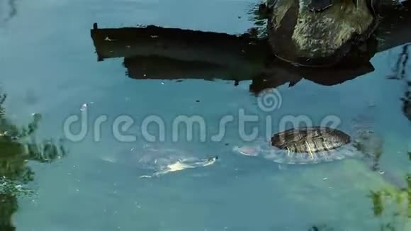 海龟爬行动物在野生生命自然视频的预览图