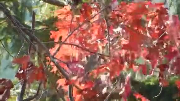 秋天的红橡树叶在平顶湖上的绿雪松视频的预览图