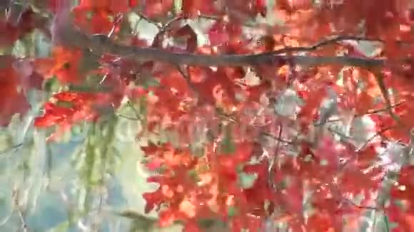 苹果落红橡树叶雪松在平顶湖视频的预览图