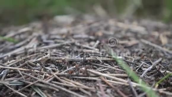 森林中的团队合作概念蚁丘森林里草地上有生活蚂蚁的大蚁丘视频的预览图