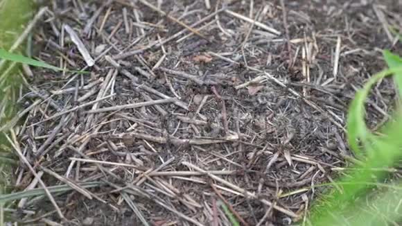 森林中的团队合作概念蚁丘森林生活方式中有蚂蚁的大蚁丘视频的预览图