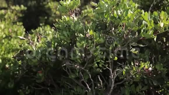生长在卡拉门迪亚海岸的草本植物马略卡视频的预览图
