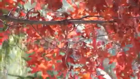 苹果秋红橡树叶平顶湖上的绿雪松视频的预览图