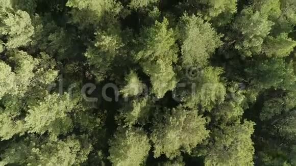 背景美丽的绿色野生森林鸟瞰视频的预览图