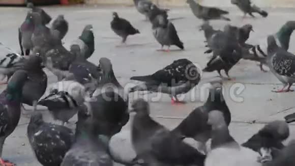 城市中的鸽子人们在后台行走视频的预览图