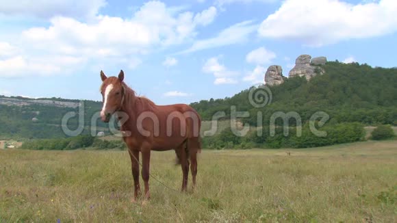 牧场上的马和马驹视频的预览图