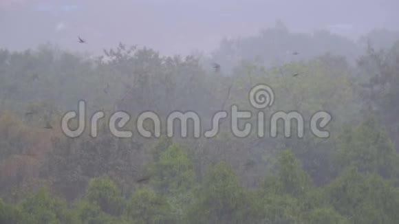 丛林中的热带暴雨在绿色森林的背景下视频的预览图