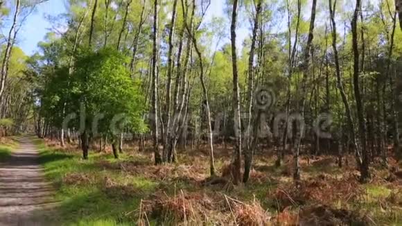 绿色森林视频的预览图