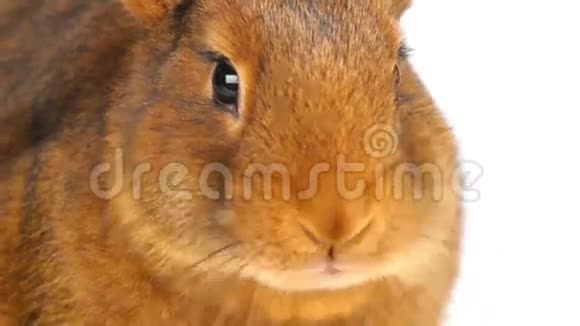 棕色兔子咀嚼视频的预览图