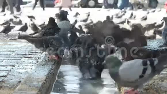城市里的鸽子人们在后台行走视频的预览图