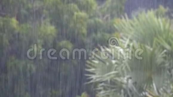 丛林中的热带风暴背景是绿林与棕榈树视频的预览图