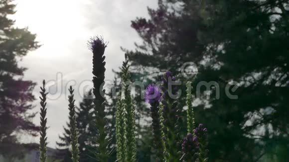 大黄蜂从丁香花中采集花蜜和花粉视频的预览图