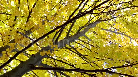 秋叶在榉林中视频的预览图