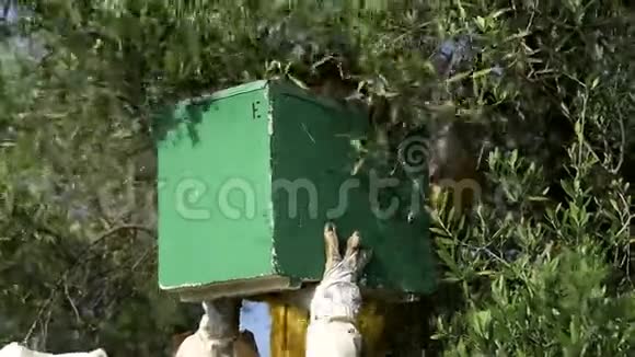 养蜂人把成群的蜜蜂放在绿色的蜂巢里视频的预览图