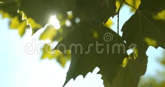 阳光透过树叶照耀视频的预览图
